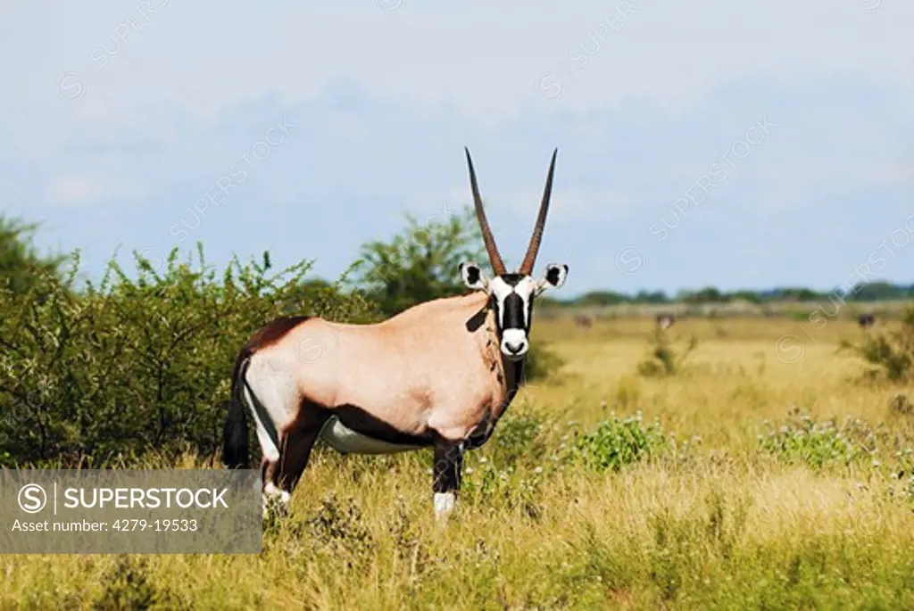 gemsbok - standing, Oryx gazella