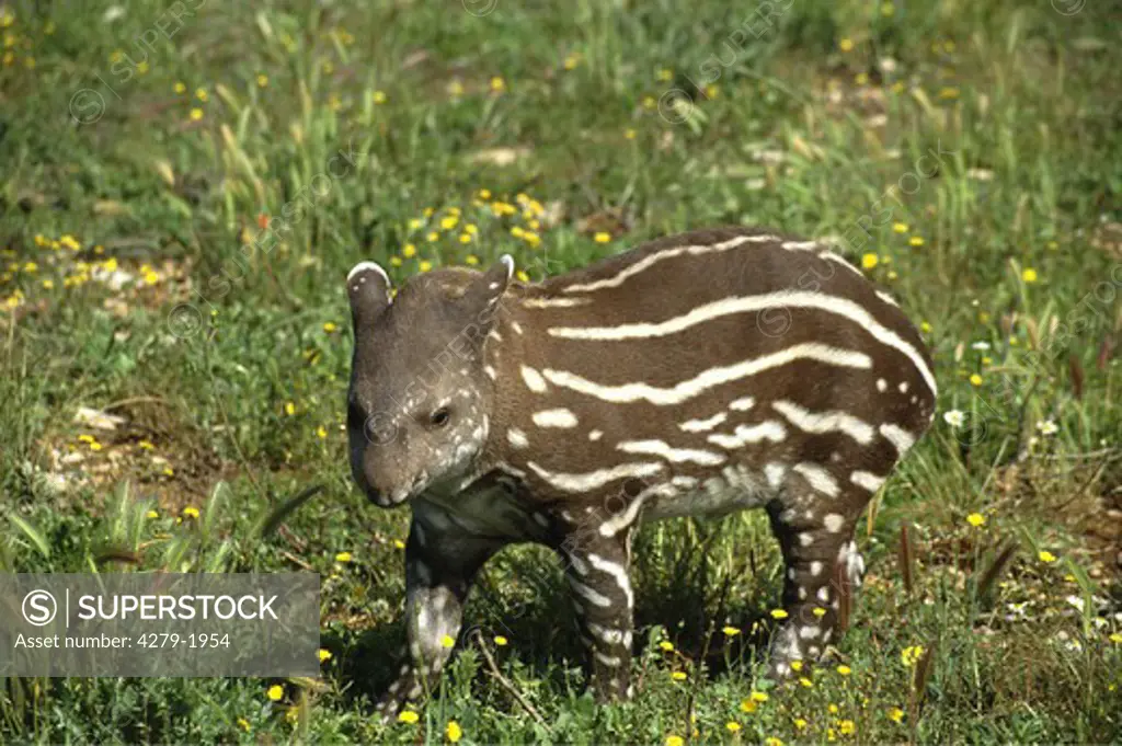 tapirus terrestris, brazilian tapir