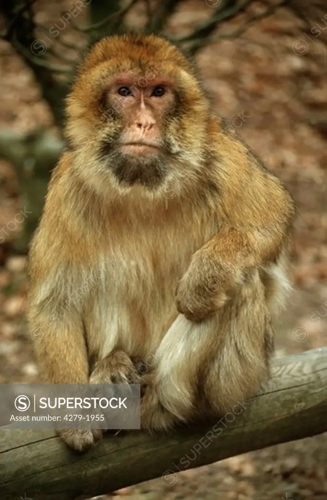 macaca sylvanus, barbary ape, macaque