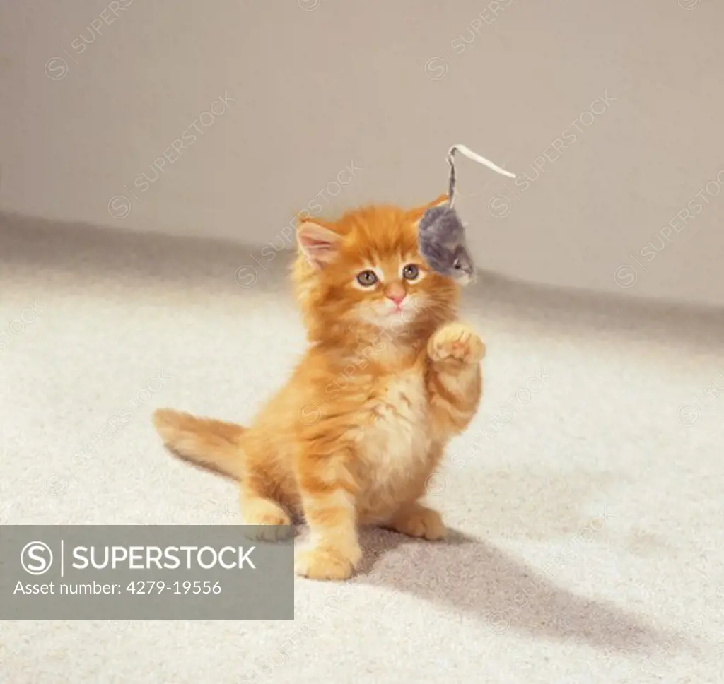 Maine Coon kitten - playing