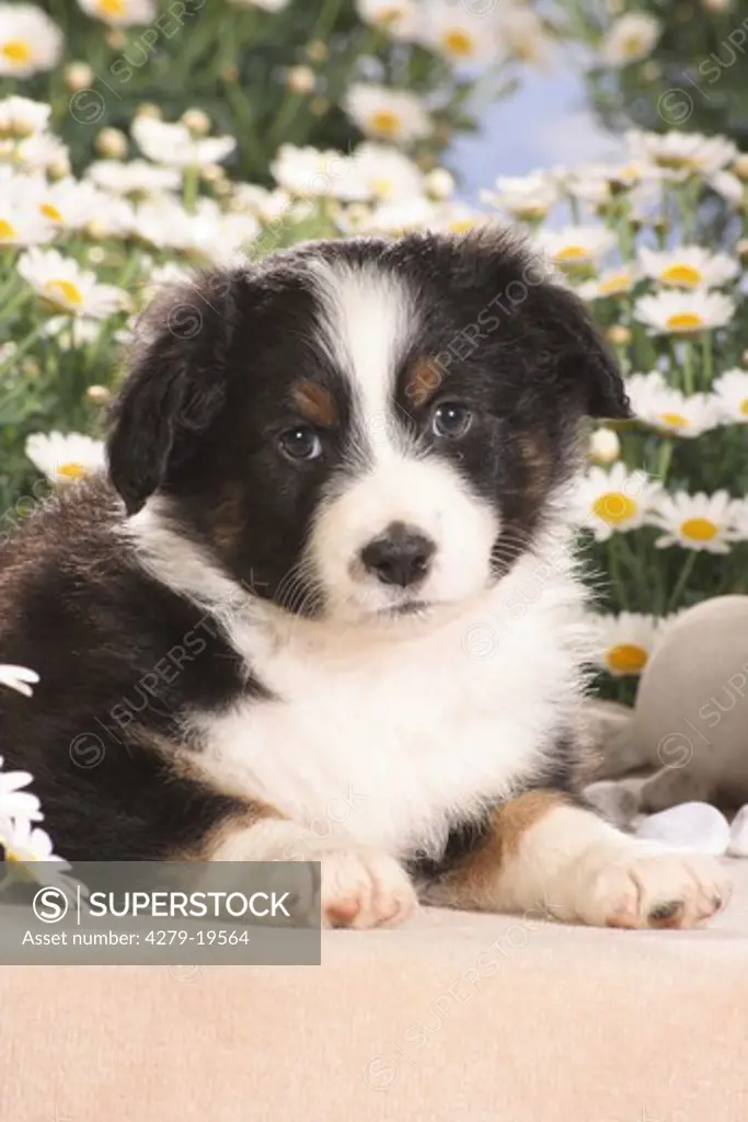 Australian Shepherd puppy - lying in front of flowers