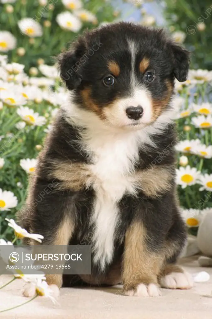Australian Shepherd puppy - sitting in front of flowers