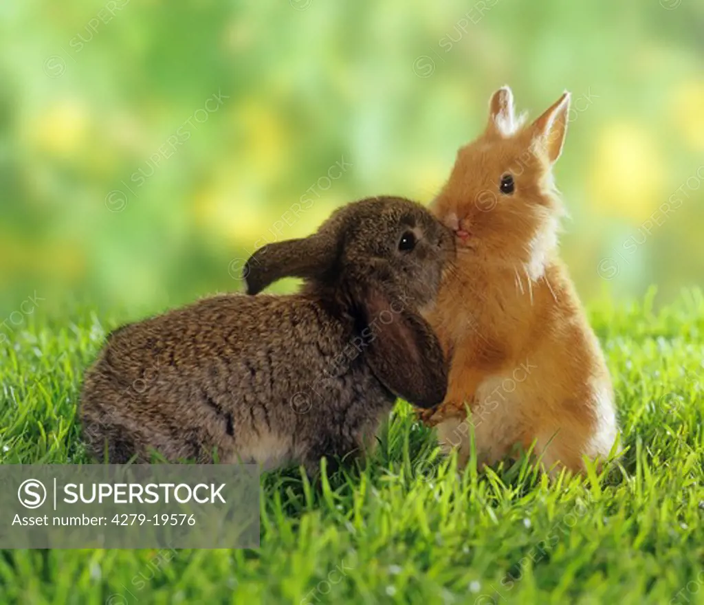 lop-eared dwarf rabbit and dwarf rabbit