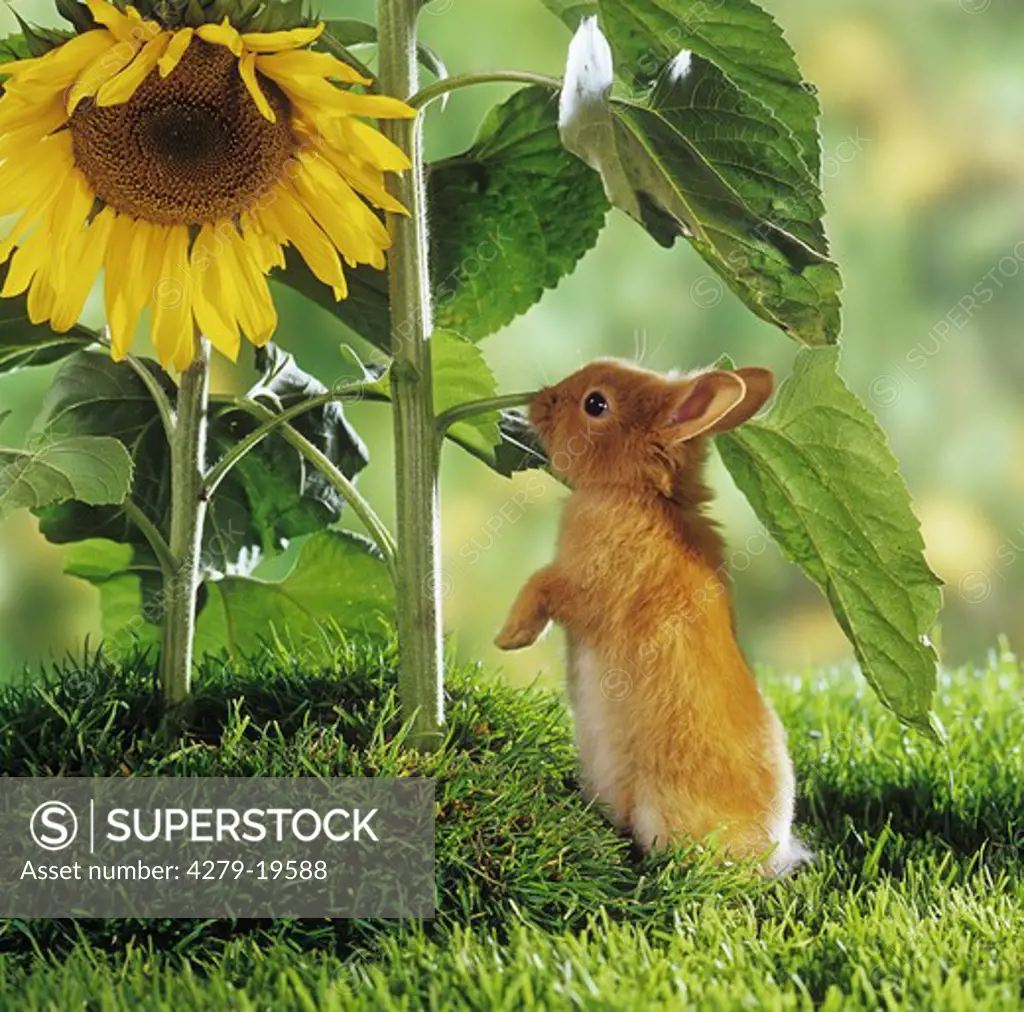 dwarf rabbit at sunflower