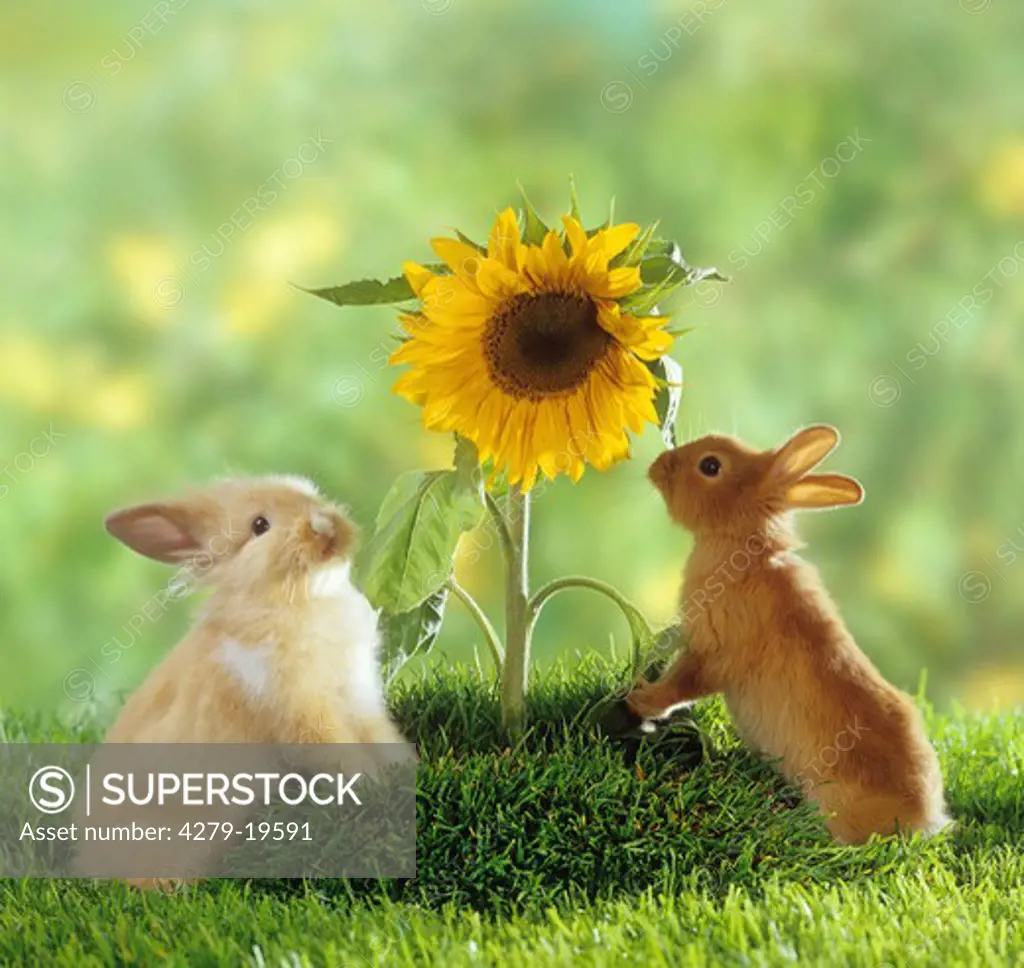 two dwarf rabbits next to sunflower