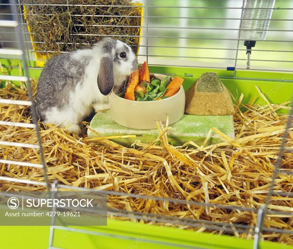 lop-eared dwarf rabbit in cage - munching