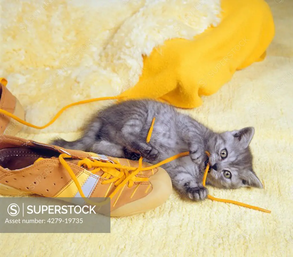 bad habit : kitten chawing at shoelace