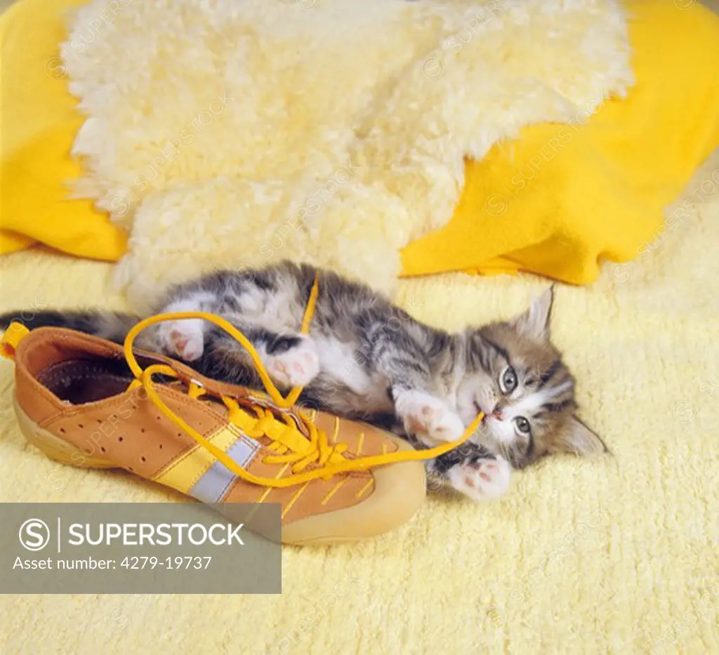 bad habit : kitten chawing at shoelace