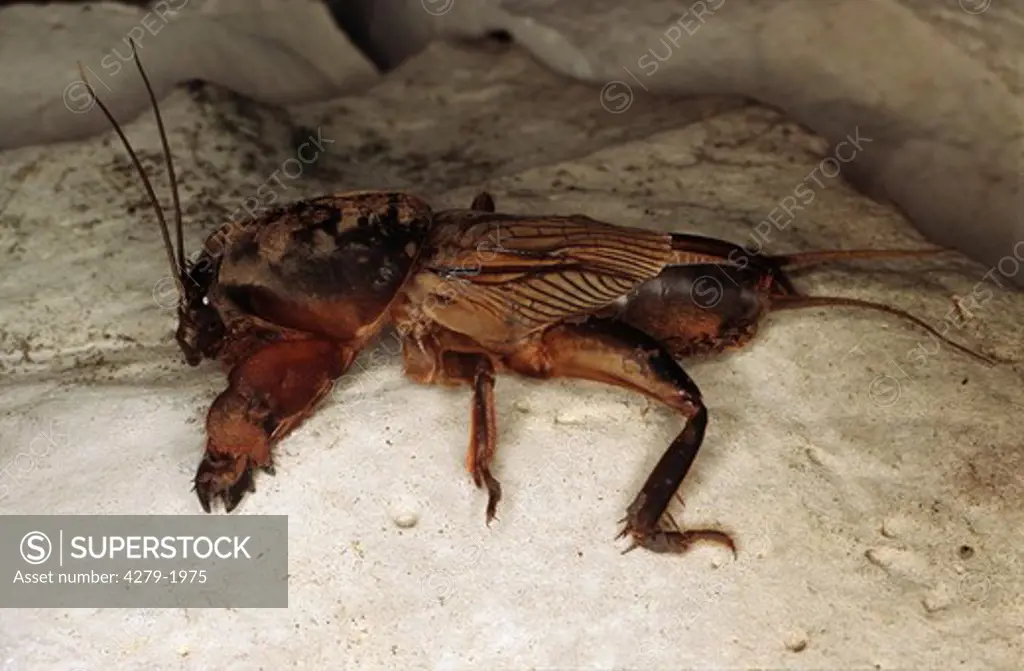 gryllotalpidae, mole crickets