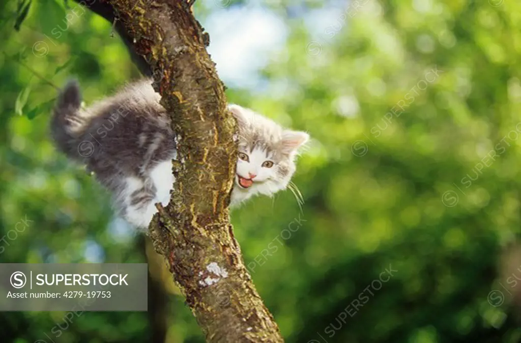 kitten on branch