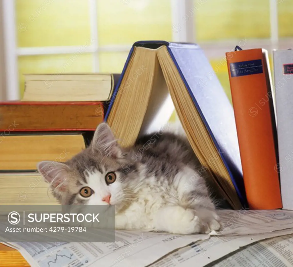 kitten - lying under book