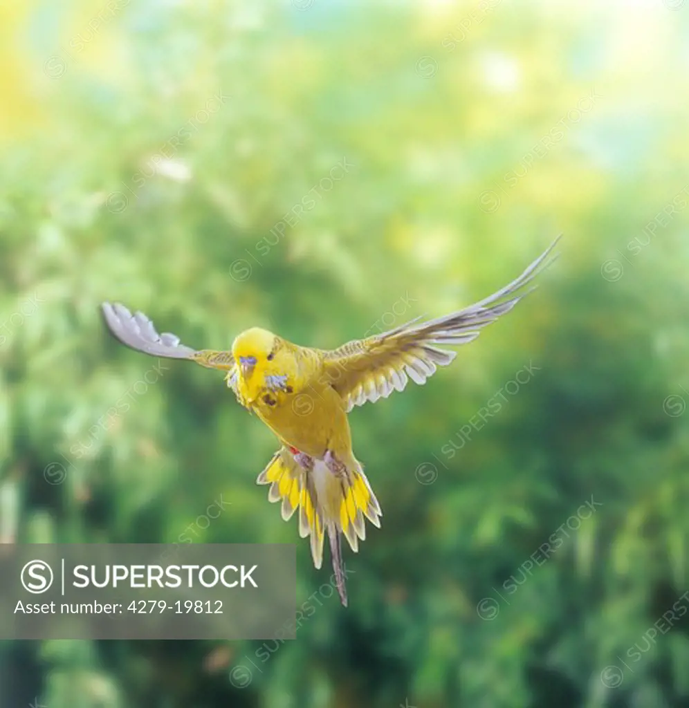 budgerigar - flying, Melopsittacus undulatus