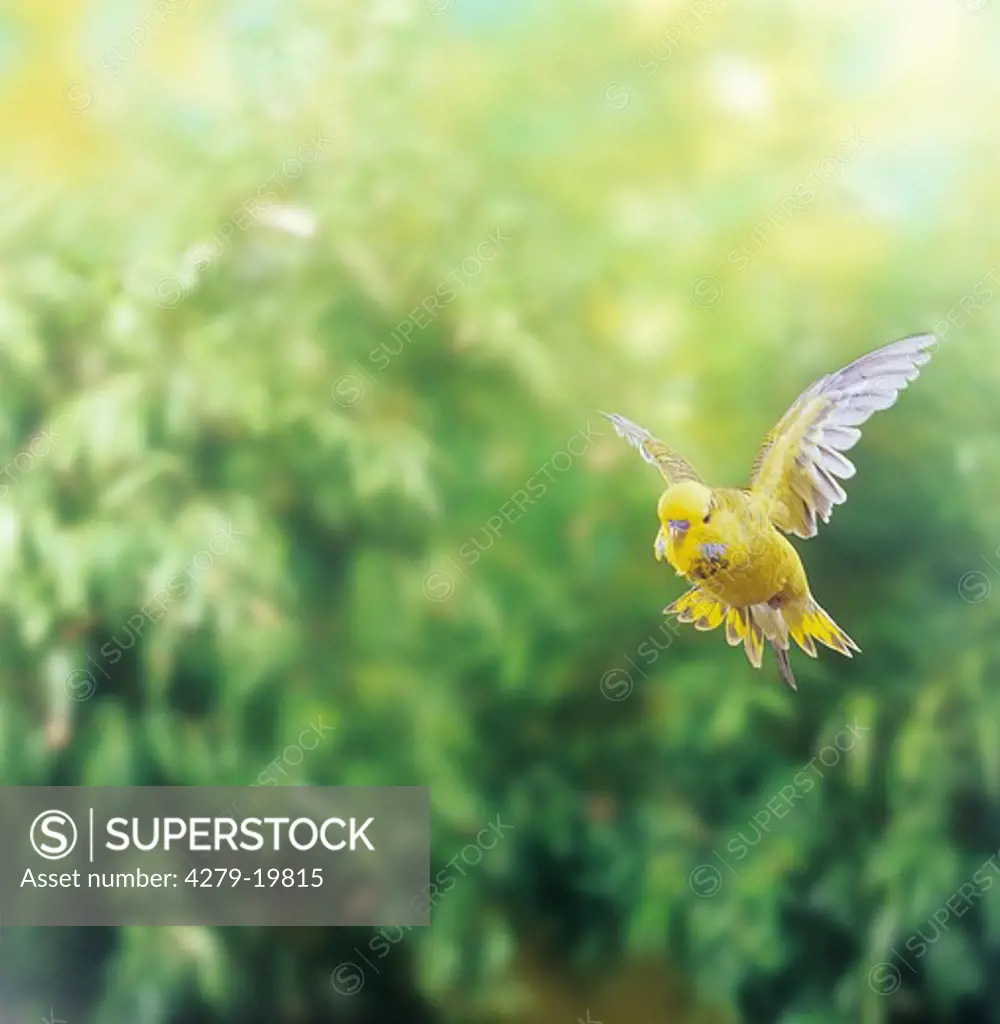 budgerigar - flying, Melopsittacus undulatus