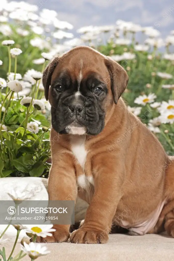Boxer - puppy sitting frontal