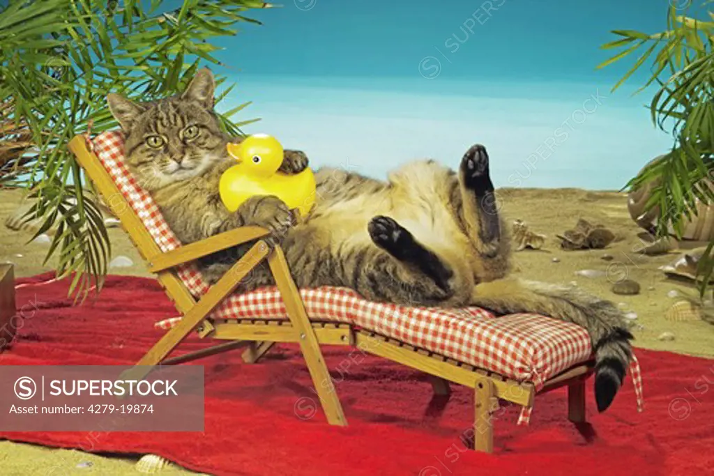 domestic cat cat on deckchair