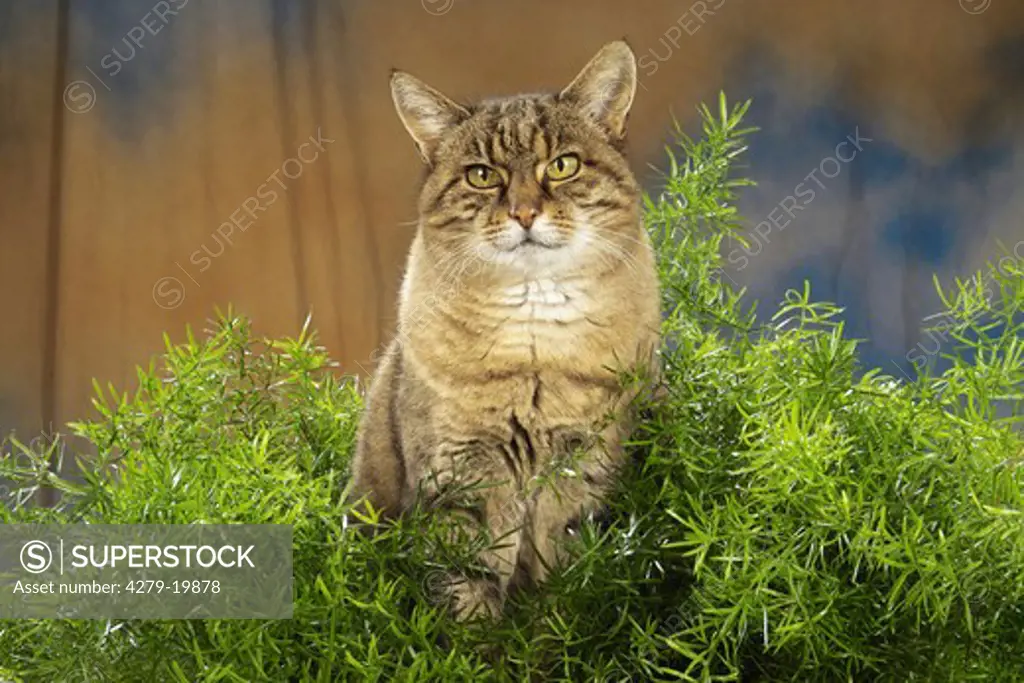 tabby domestic cat in green leaves