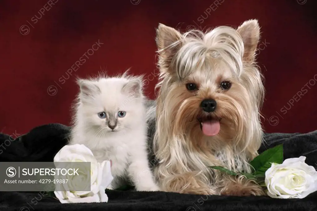 animal friendship : Yorkshire Terrier and Sacred cat of Burma kitten between flowers