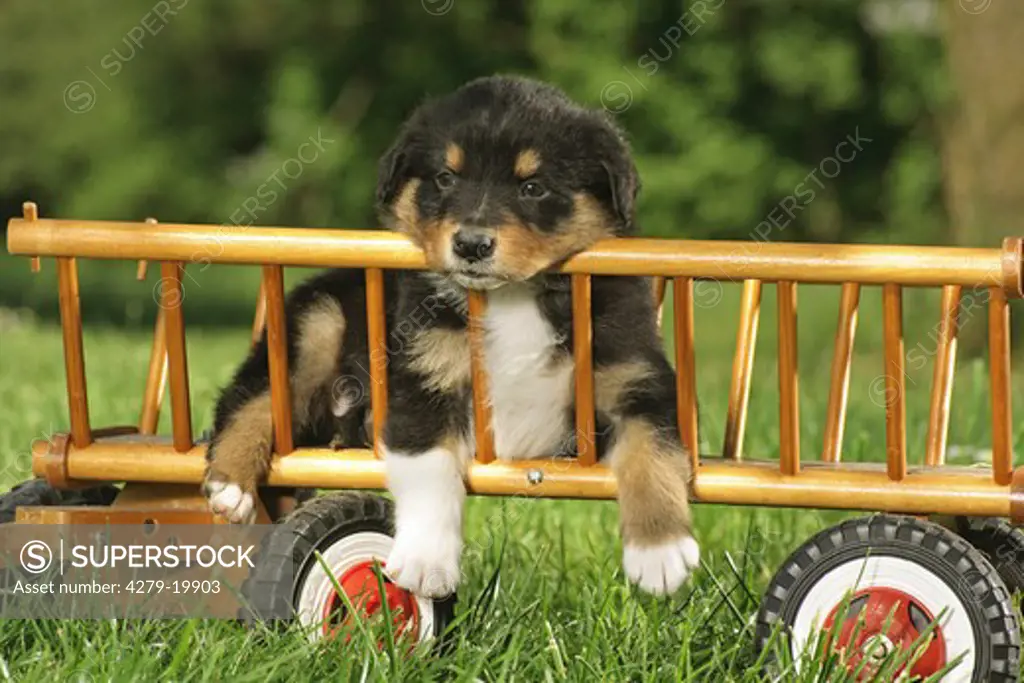 Australian Shepherd - puppy in hay cart