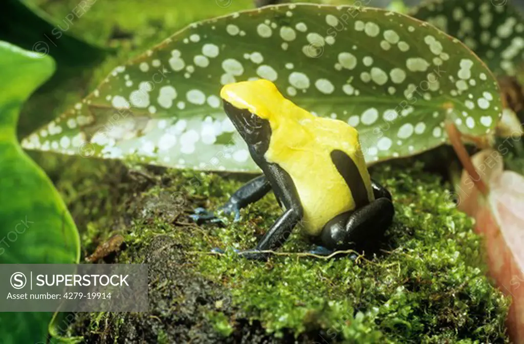 Dyeing Dart frog, Dendrobates tinctorius 'Citronella'