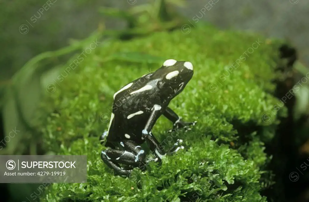 Dyeing Dart frog, Dendrobates tinctorius 'Tafelberg'