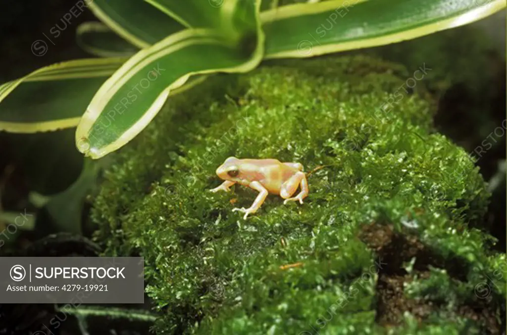 young poison Dart frog - albino, Dendrobates auratus 'bronce'
