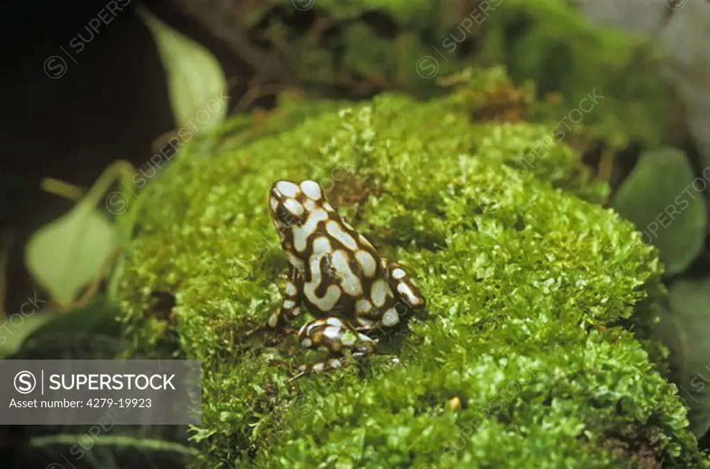 green and black poison dart frog, Dendrobates auratus