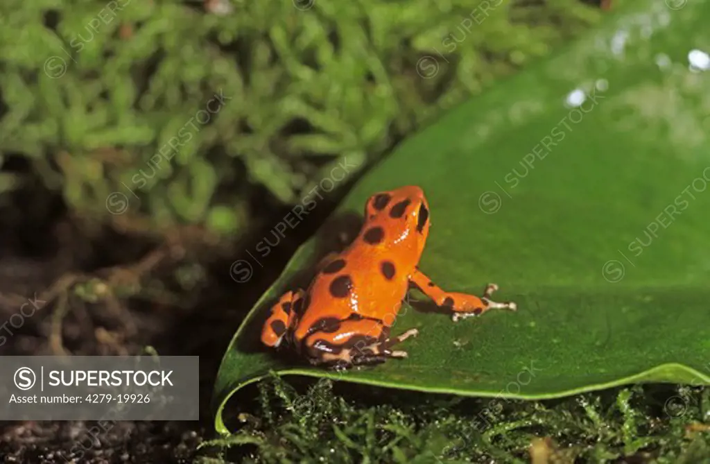 Strawberry poison Dart frog, Dendrobates pumilio