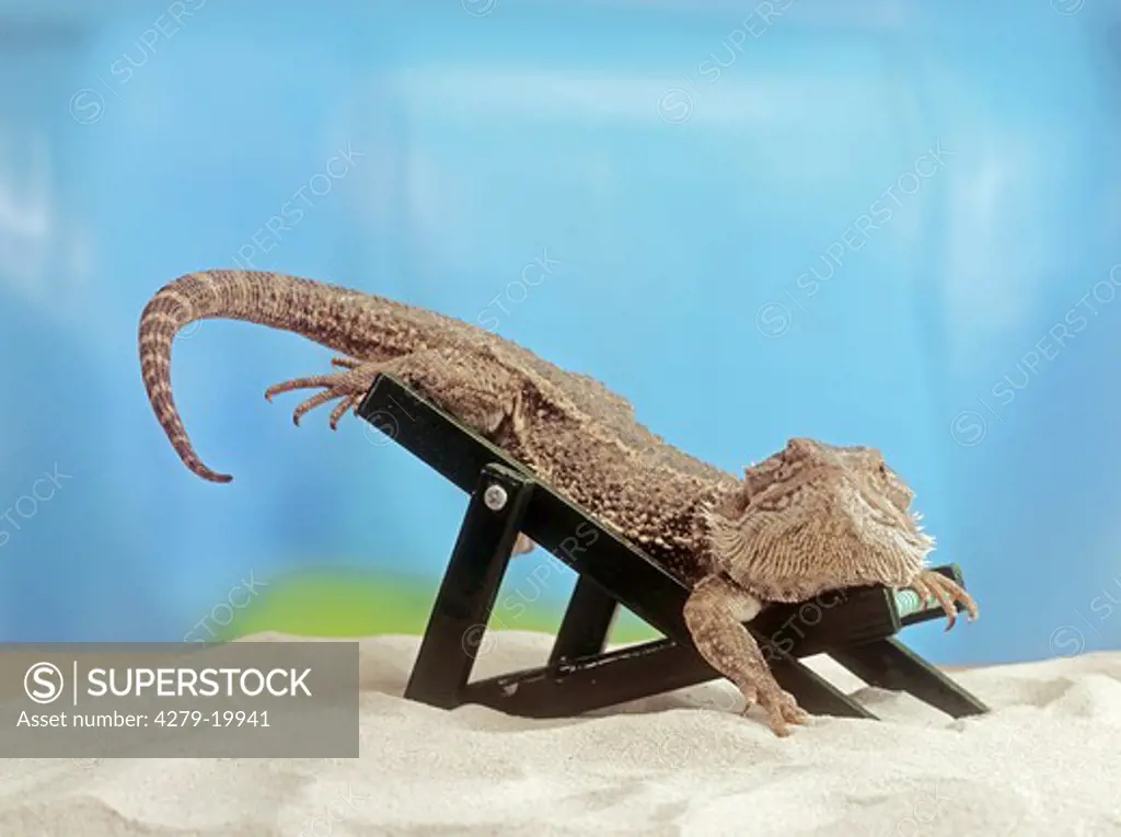frill-necked lizard on deckchair, Chlamydosaurus kingii