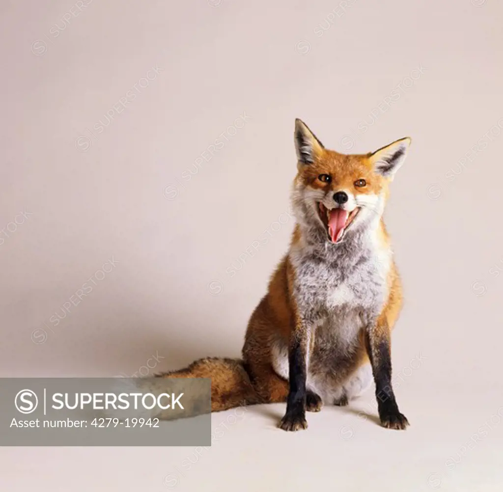 vulpes vulpes, red fox - from the front, sitting on a white background -