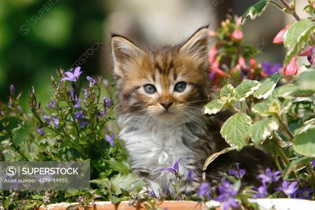 Maine Coon kitten between flowers