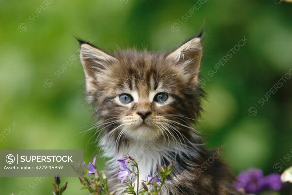 Maine Coon kitten - portrait