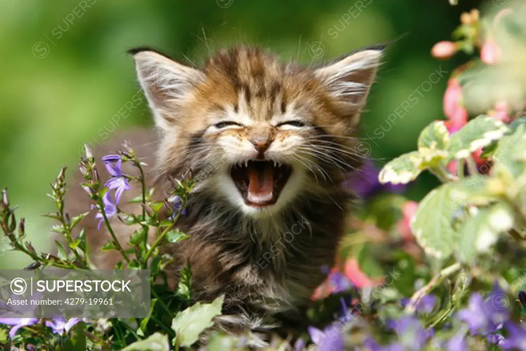 Maine Coon kitten between flowers