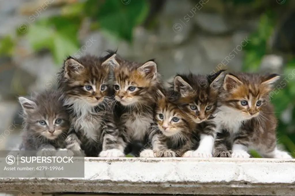six Maine Coon kittens