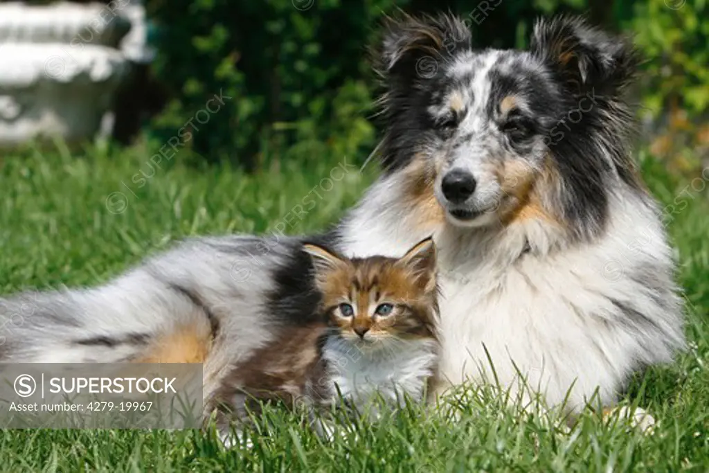 animal friendship : Sheltie and Maine Coon kitten