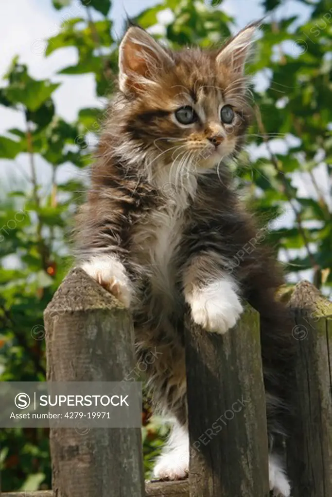Maine Coon kitten on fence