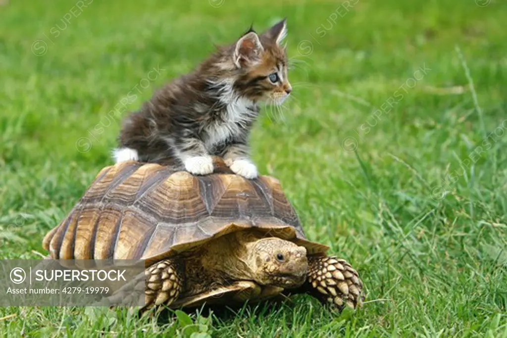 animal friendship : Maine Coon kitten on Hermann's tortoise