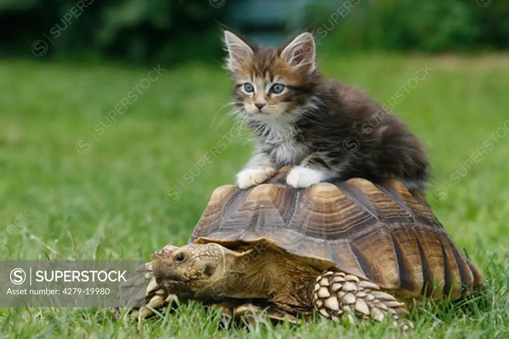 animal friendship : Maine Coon kitten on Hermann's tortoise