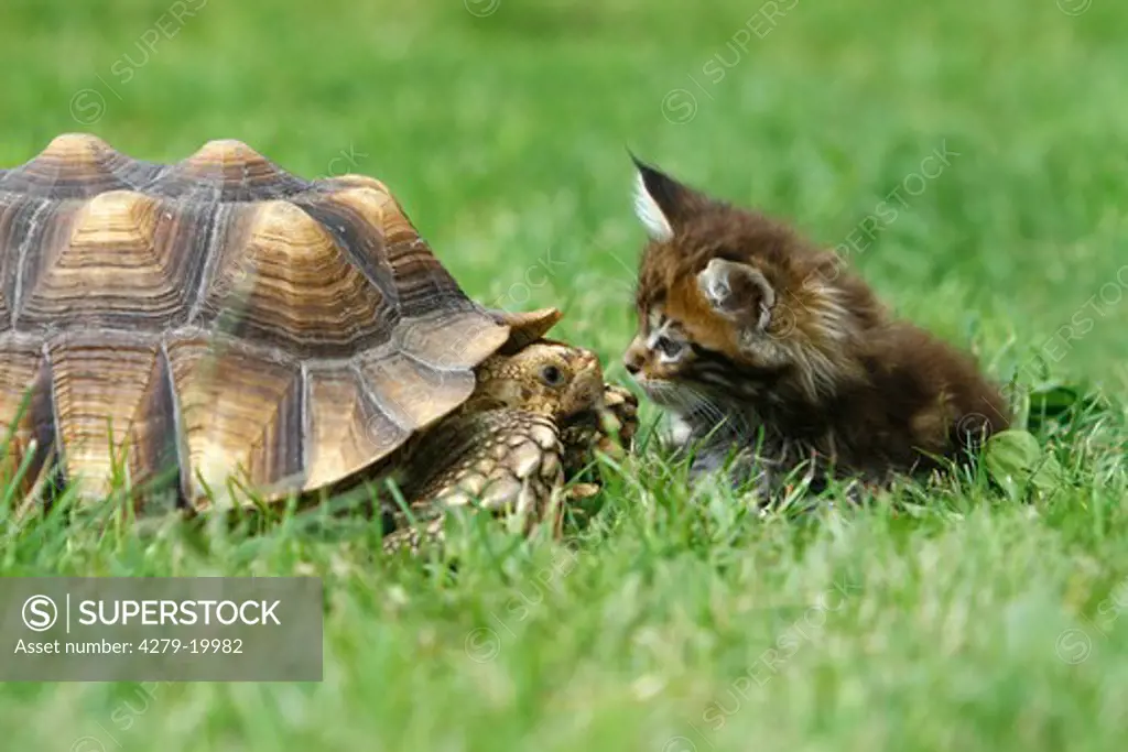 animal friendship : Maine Coon kitten and Hermann's tortoise