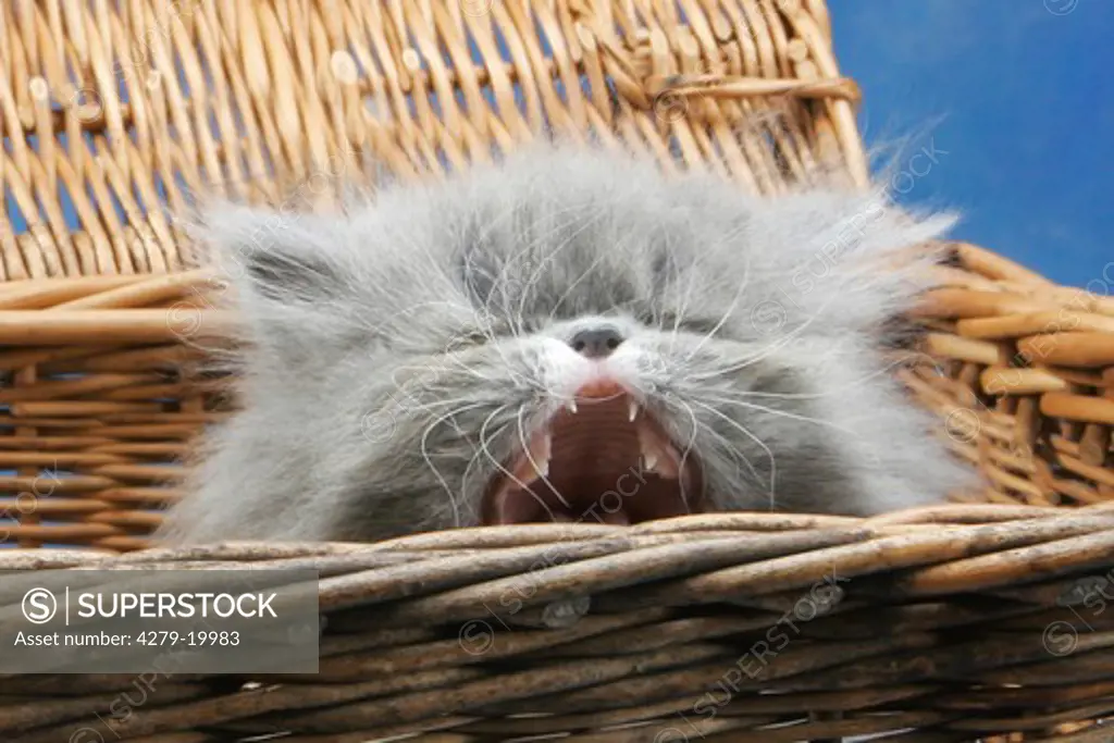 Persian kitten in basket - meowing