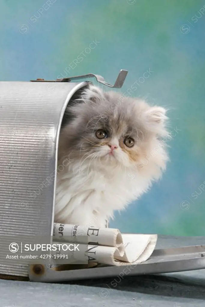 Persian kitten in letterbox