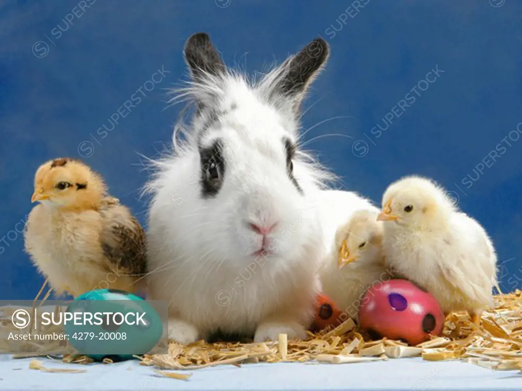 animal friendship : dwarf rabbit with three chicks