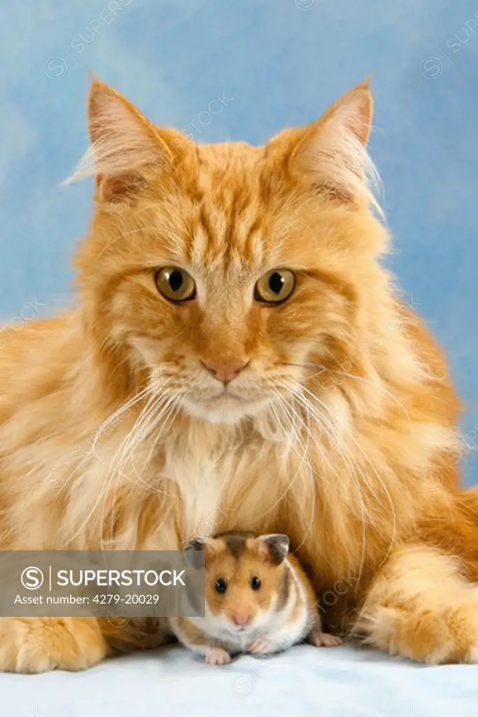 animal friendship : Maine Coon with golden hamster