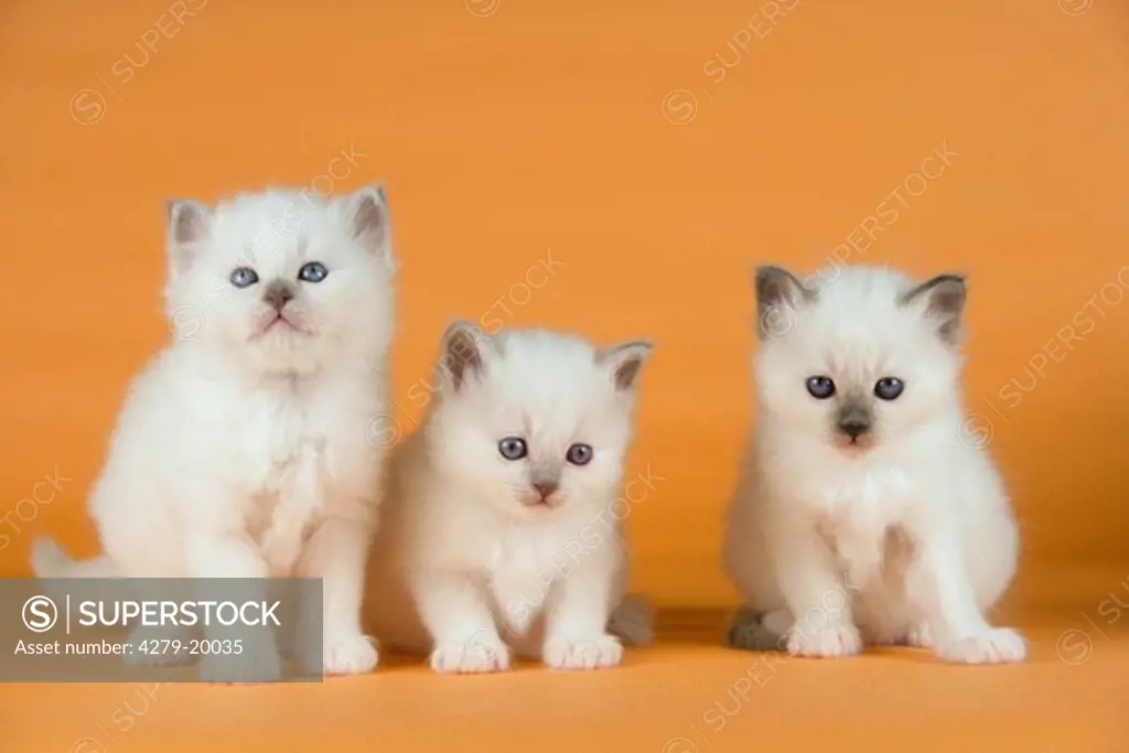 three Sacred cat of Burma kittens
