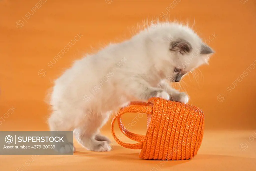 Sacred cat of Burma - kitten playing with basket