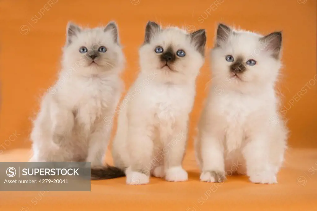 three Sacred cat of Burma kittens - sitting