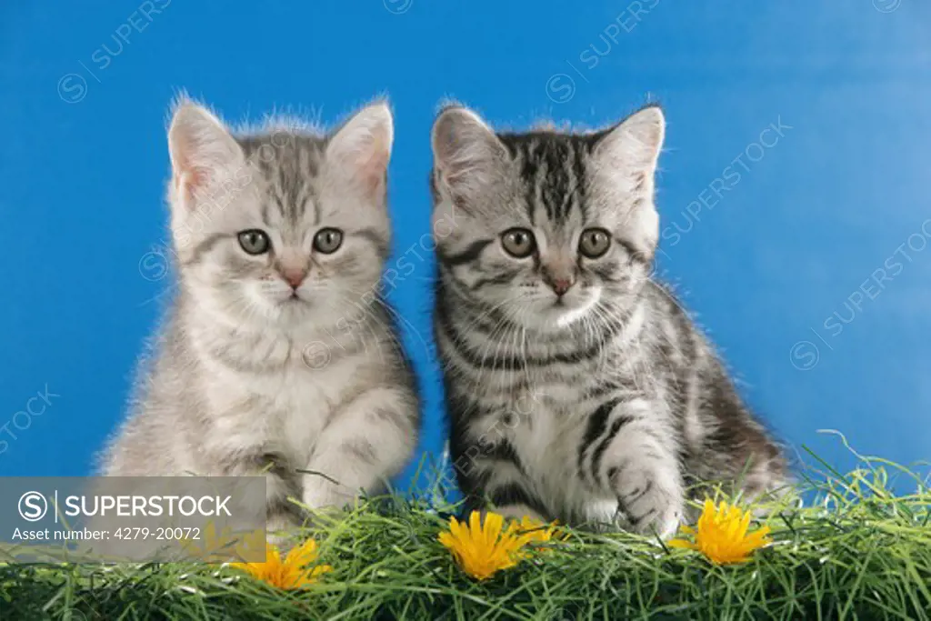 two British Shorthair kittens - sitting