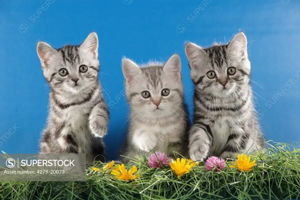 three British Shorthair kittens - sitting