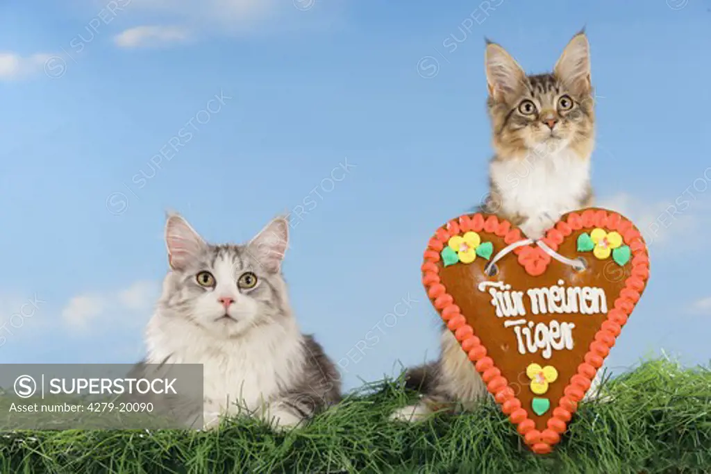 two Maine Coons with gingerbread heart