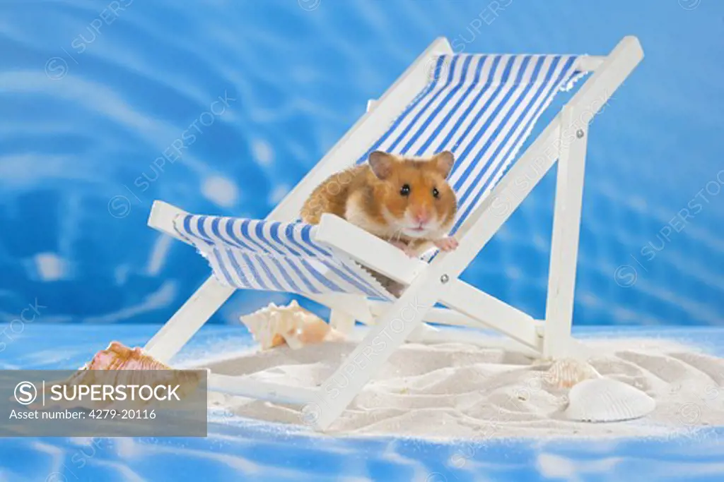 Golden Hamster on deck chair