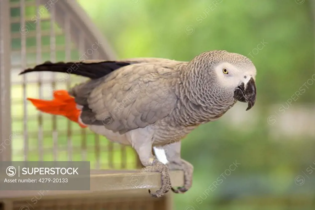 grey parrot - standing at cage